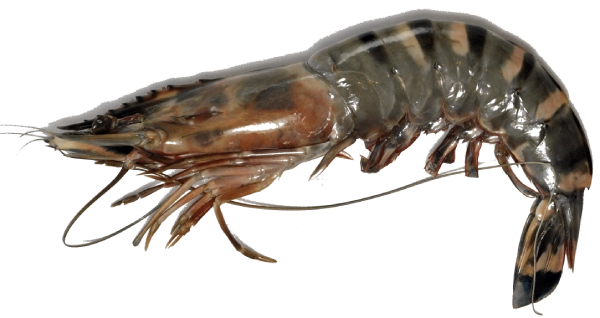 Crevette-geante-tigree-Penaeu