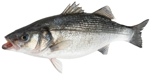 raw-sea-bass-fresh-seabass-fish-isolated-on-white-background-with-clipping-path-png